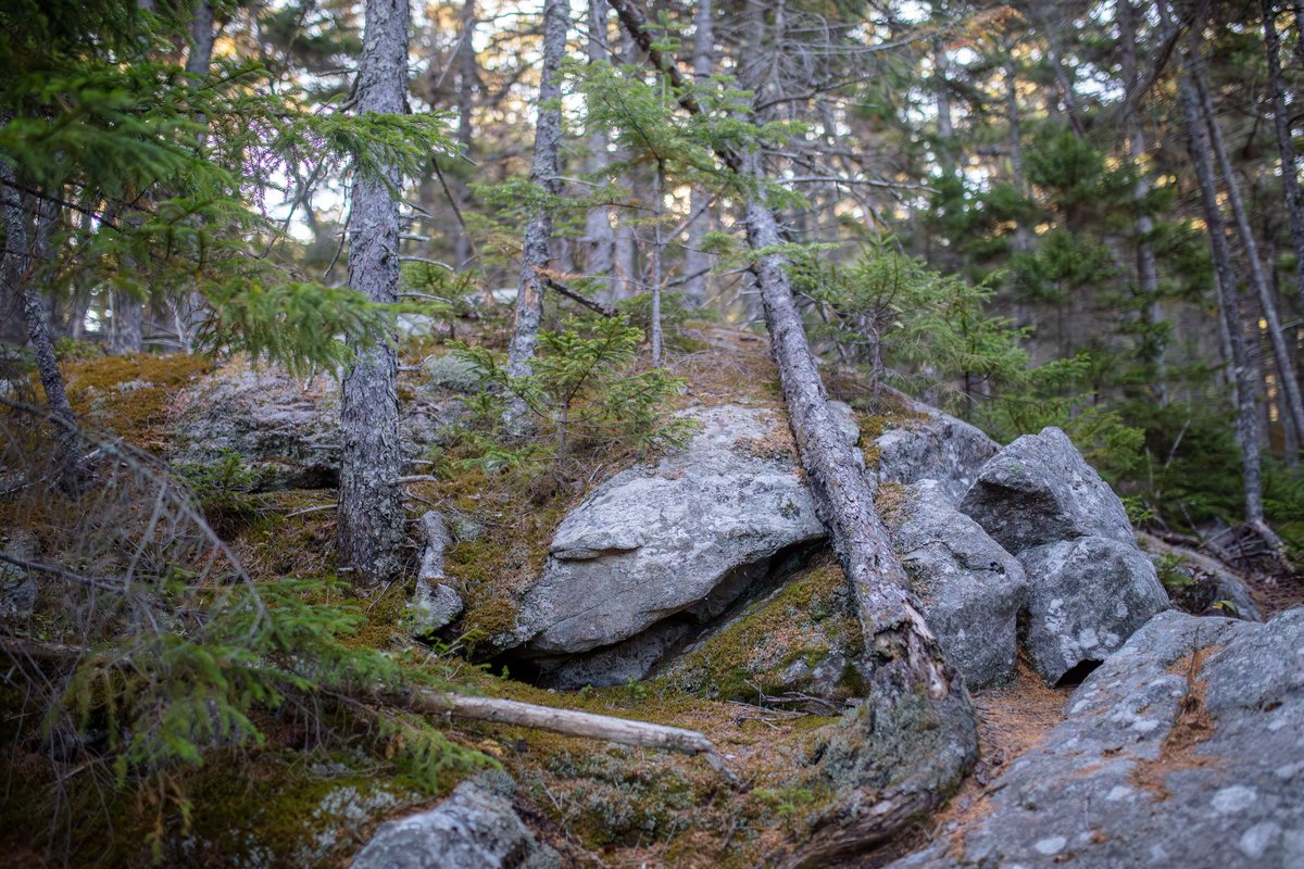 Blueberry Ledge - photo 2