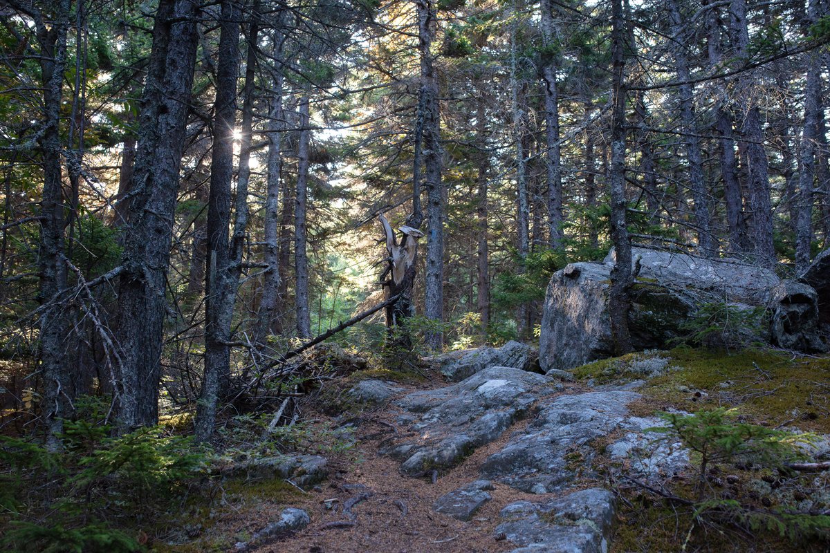 Blueberry Ledge - photo 3