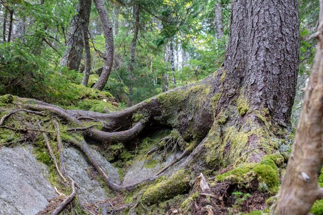 Split tree with a natural hollow along the Howker Ridge Trail.