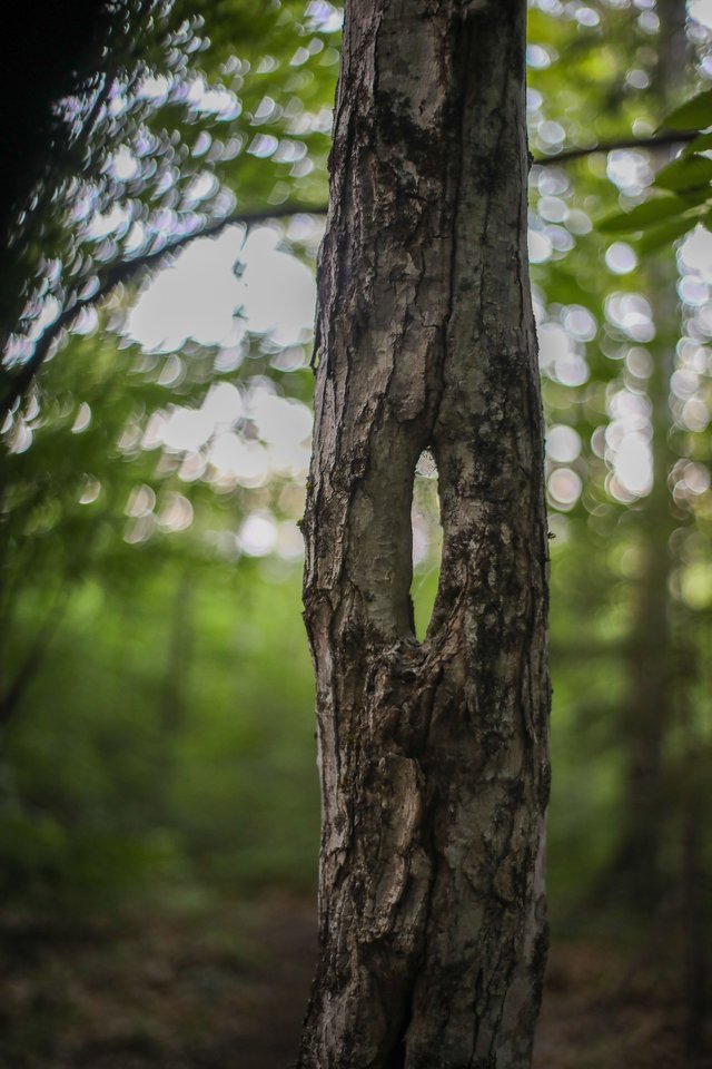 Fallen birch with mossy bark and lichens along the ridge.
