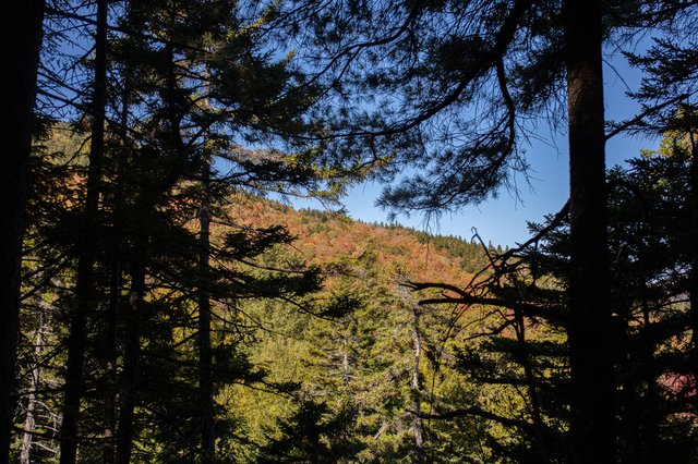 Rugged, wooded slopes of Gordon Ridge seen from the Howks.